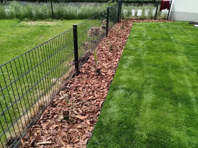 Miscanthus chinese: a Far Eastern guest in the garden : Row of decorative Miscantus Sinensis silvergrass in a garden with gazon grass under the sun